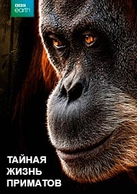 Постер «Тайная жизнь приматов»